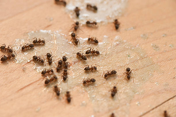 Best Insect Control  in Emigsville, PA